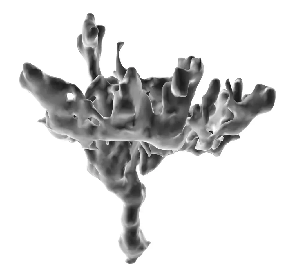 From Bones to Brains: High-Tech Scans Revealing Hidden Details (Image Credits: Flickr)