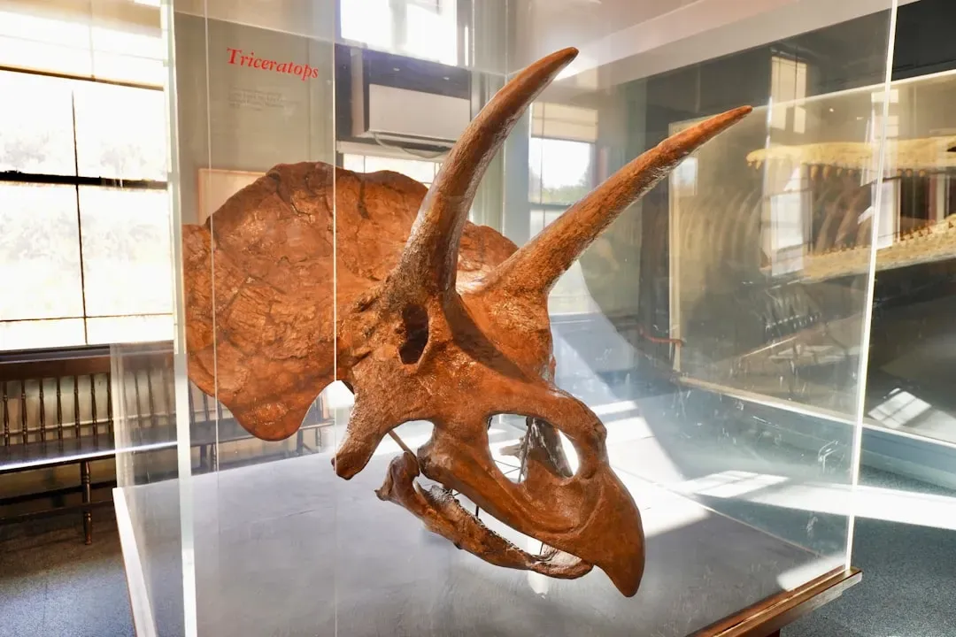 Those Famous Horns May Have Been Less Like Weapons And More Like Faces (Image Credits: Unsplash)