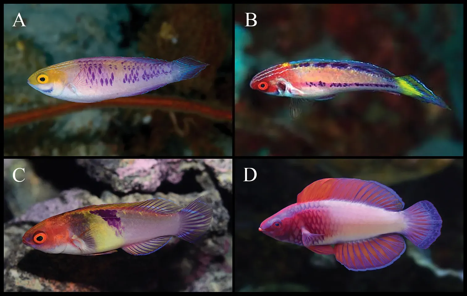 #9 - A Fish Discovered in the Ocean's Twilight Zone (By [Photographs by L.A. Rocha (A)E. Brokovich (B), and Y.K. Tea (C, D)] Tea Y-K, Pinheiro HT, Shepherd B, Rocha LA (2019) Cirrhilabrus wakanda, a new species of fairy wrasse from mesophotic ecosystems of Zanzibar, Tanzania, Africa (Teleostei, Labridae). ZooKeys 863: 85-96. https://doi.org/10.3897/zookeys.863.35580, CC BY 4.0)