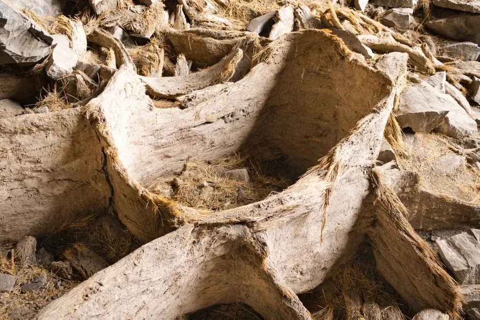Unexpected Clues About Health, Disease, And Environment (Image Credits: Pexels)