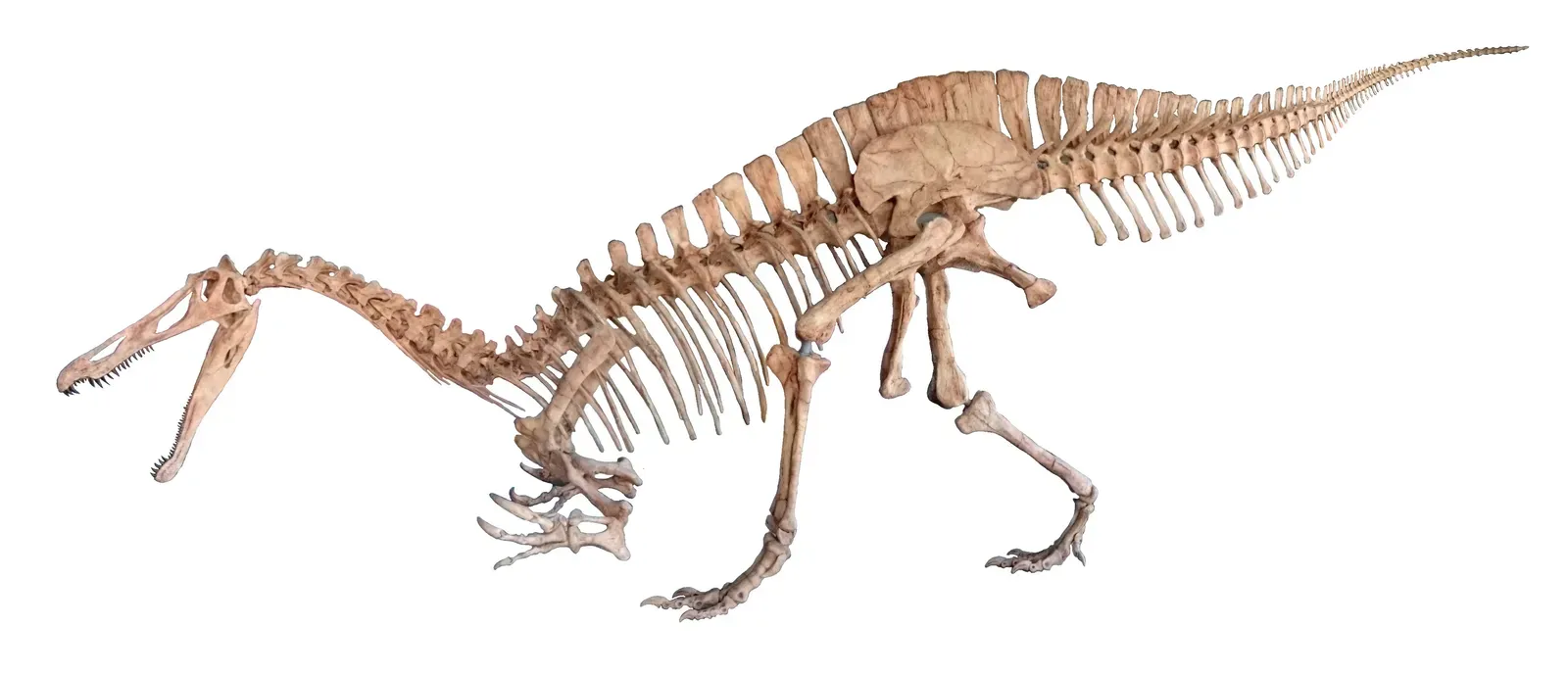 5. Its Back Was Lined With Extended Neural Spines, But Not A Giant Sail (By Nkansahrexford, CC BY 3.0)