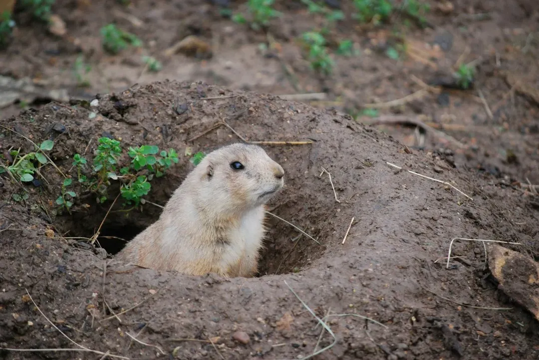 #10 Underground Wildlife: Burrows, Nests, and Bone Caches (Image Credits: Unsplash)
