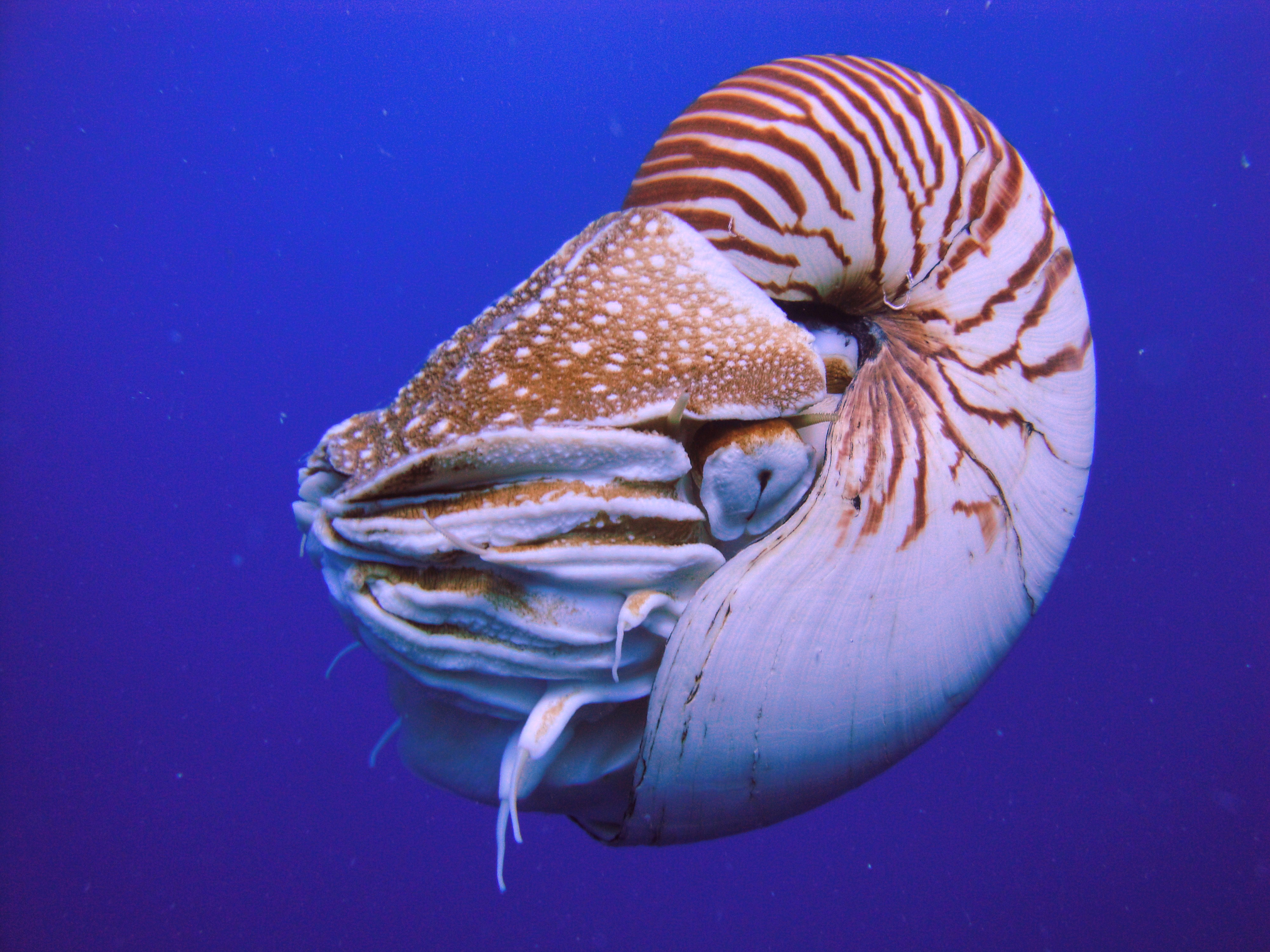 Nautiluses: Ancient Mariners with Chambered Shells (Image Credits: Wikimedia)