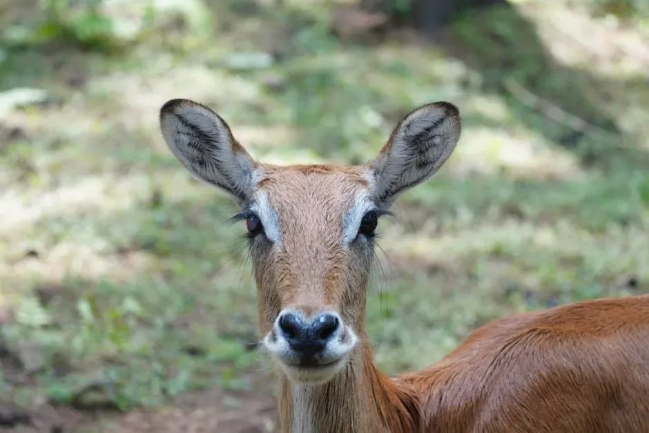 How This Differs From Everyday Nature Experiences (Image Credits: Pexels)