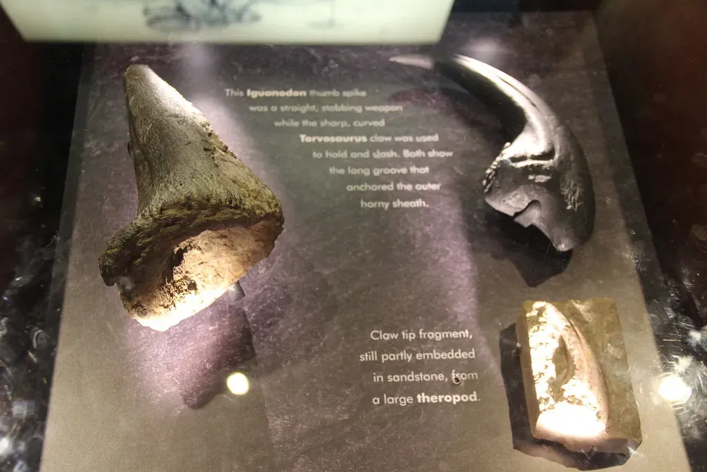 #9 - Iguanodon's "Nose Horn" Was Actually a Thumb (Image Credits: Flickr)