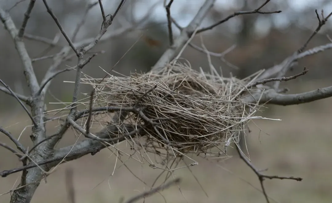 #6 - Owls Almost Never Build Their Own Nests (Image Credits: Unsplash)