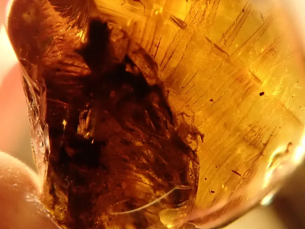 6. The dinosaur tail in amber, complete with feathers (Image Credits: Flickr)