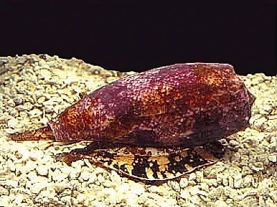 Gemini: The Cone Snail (Image Credits: Wikimedia)
