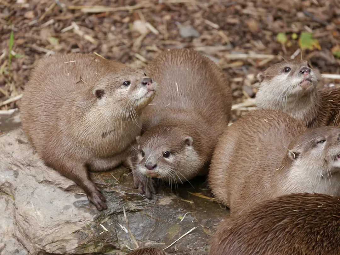 Your Heart Beats for Community and Connection (Image Credits: Unsplash)