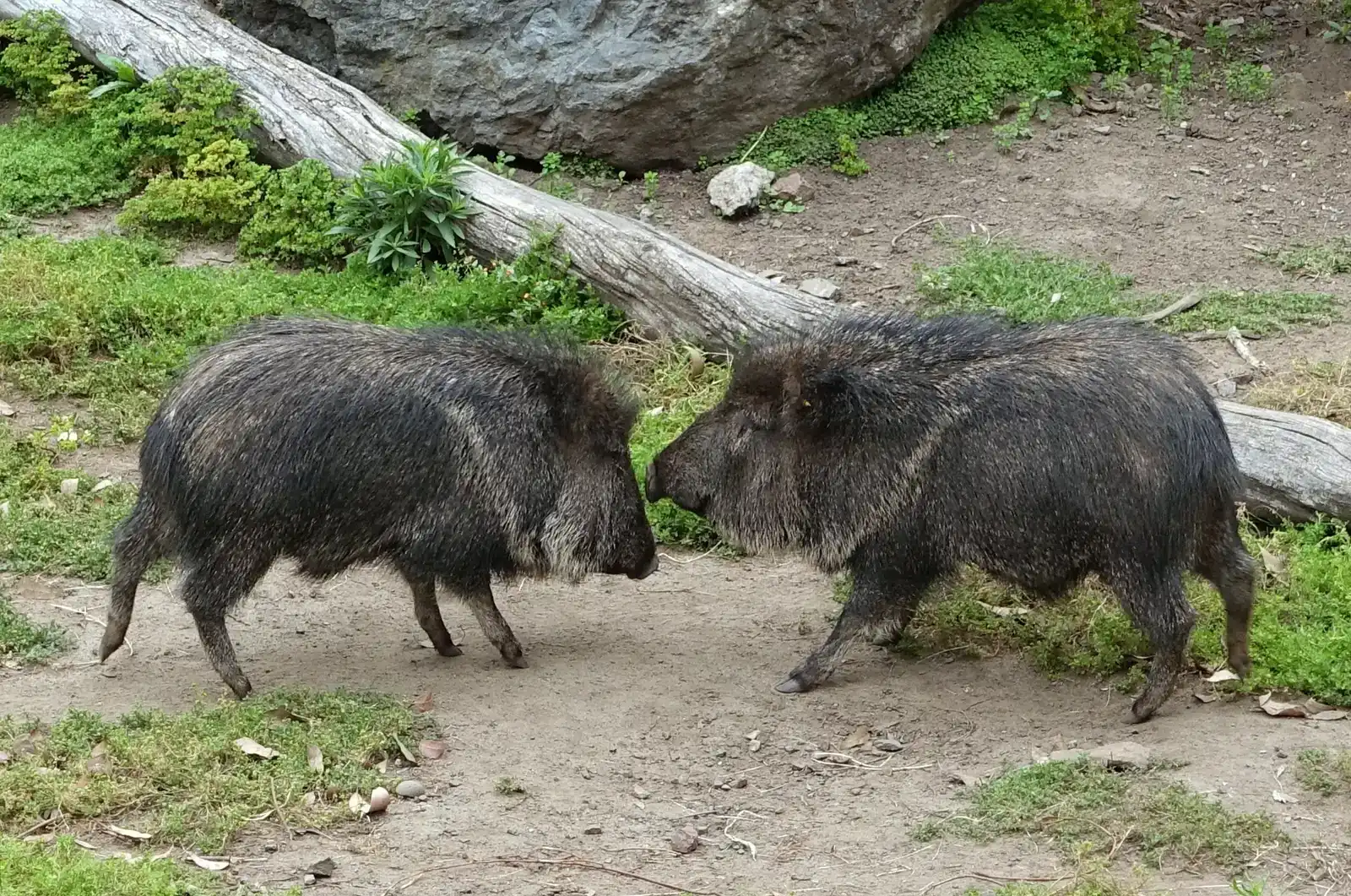 The Chacoan Peccary: A Living Fossil That Walked Out of a Museum (Image Credits: Wikimedia)