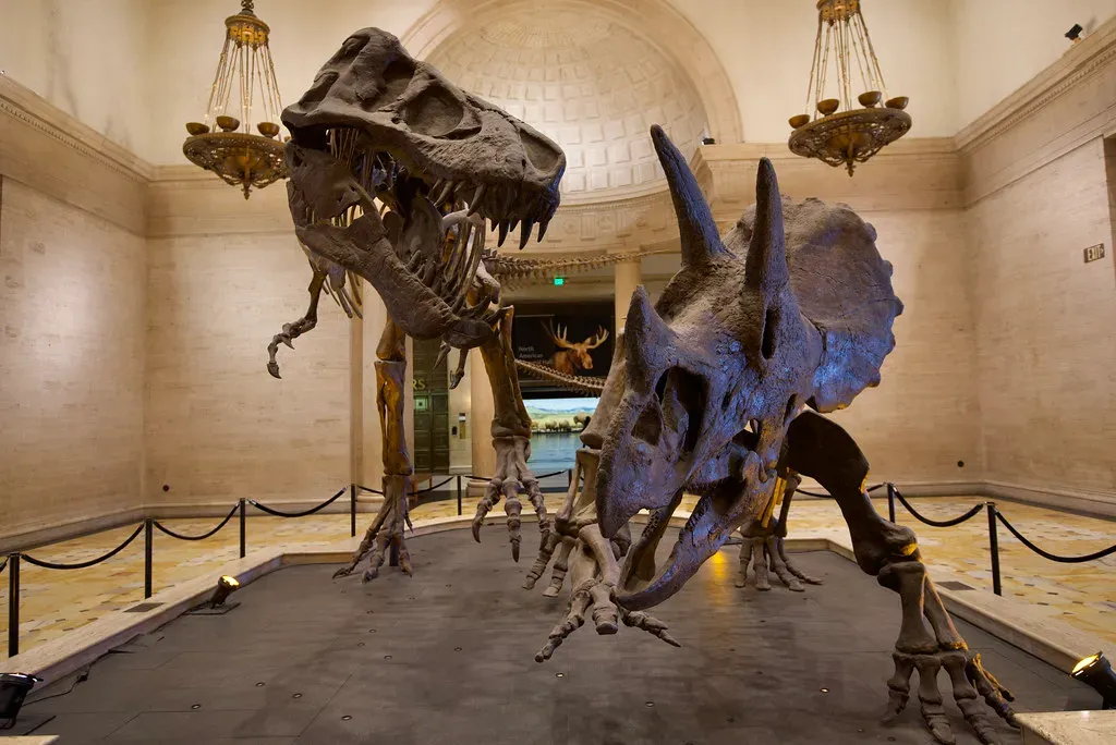 T. Rex vs. Triceratops: The Ultimate Showdown (maveric2003, Flickr, CC BY 2.0)