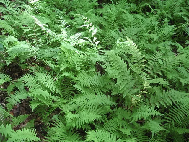 Ferns on the Forest Floor: Driving Low-Body Dinosaur Evolution (Image Credits: Flickr)