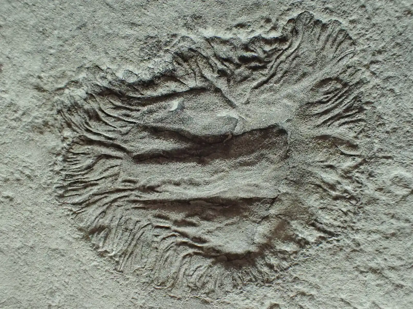 A 555-Million-Year-Old Fossil Rewrites the Cambrian Story (Image Credits: Wikimedia)