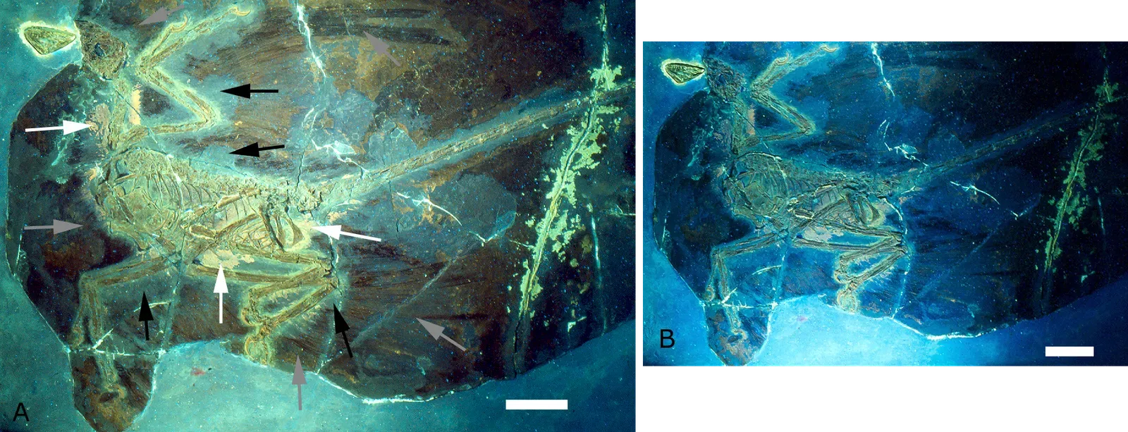 6. Pigment-Bearing Fossils Revealed Dinosaurs Were Not Just Mud-Colored Blobs (Hone DWE, Tischlinger H, Xu X, Zhang F (2010) The Extent of the Preserved Feathers on the Four-Winged Dinosaur Microraptor gui under Ultraviolet Light. PLoS ONE 5(2): e9223. doi:10.1371/journal.pone.0009223, CC BY 2.5)