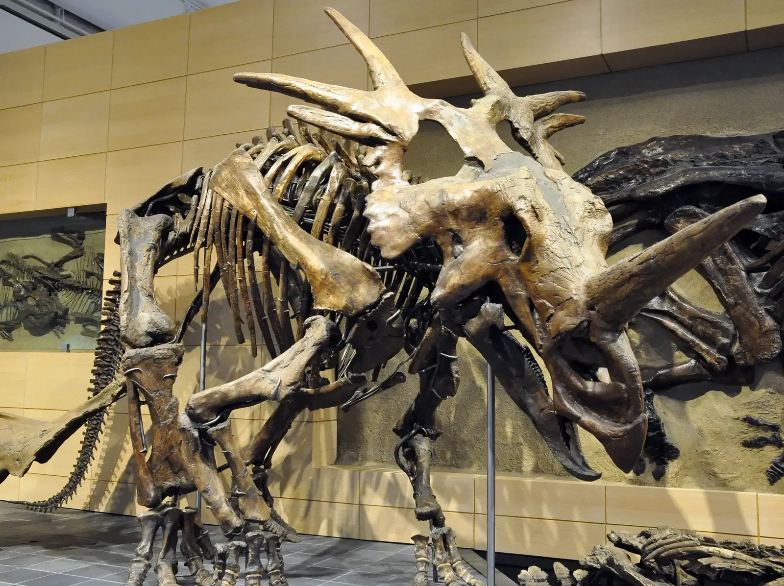 The Bottom Line (Styracosaurus, CC BY 2.0)