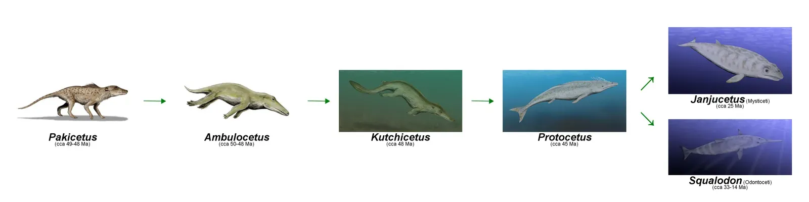 From Land Walkers to Ocean Giants (This file was derived from:Pakicetus BW.jpg: 
Ambulocetus BW.jpg: 
Kutchicetus BW.jpg: 
Protocetus BW.jpg: 
Janjucetus BW (mirrored).jpg: 
Squalodon BW.jpg:, CC BY-SA 3.0)