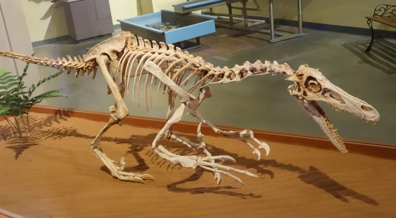Why the Fossil Record Actually Deserves a Personality Credit - And What That Means About You (By Jens Lallensack, CC BY-SA 4.0)