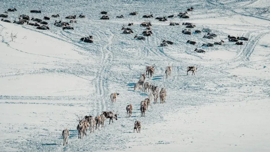 Migrating With the Herds: Winter as a Moving Target (Image Credits: Pexels)