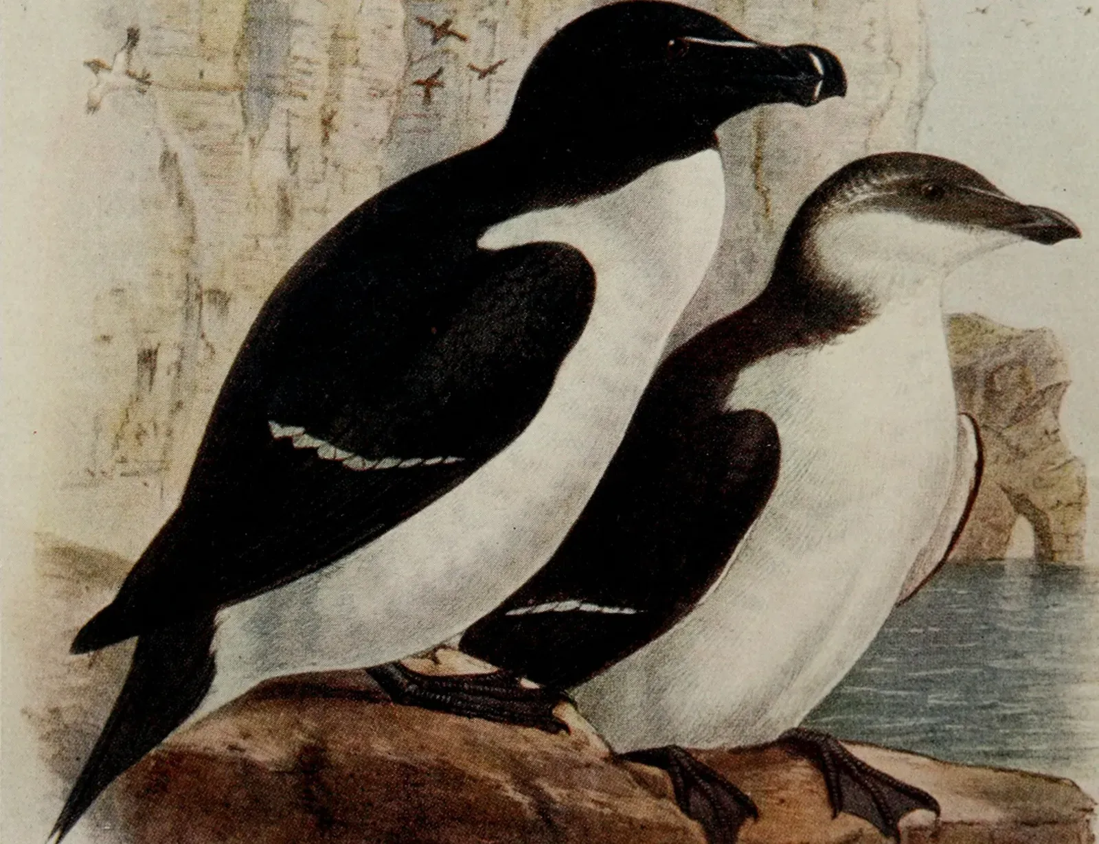 #5 - It Had a Nearly Perfect Predator-Proof Home Turf (Image Credits: Wikimedia)
