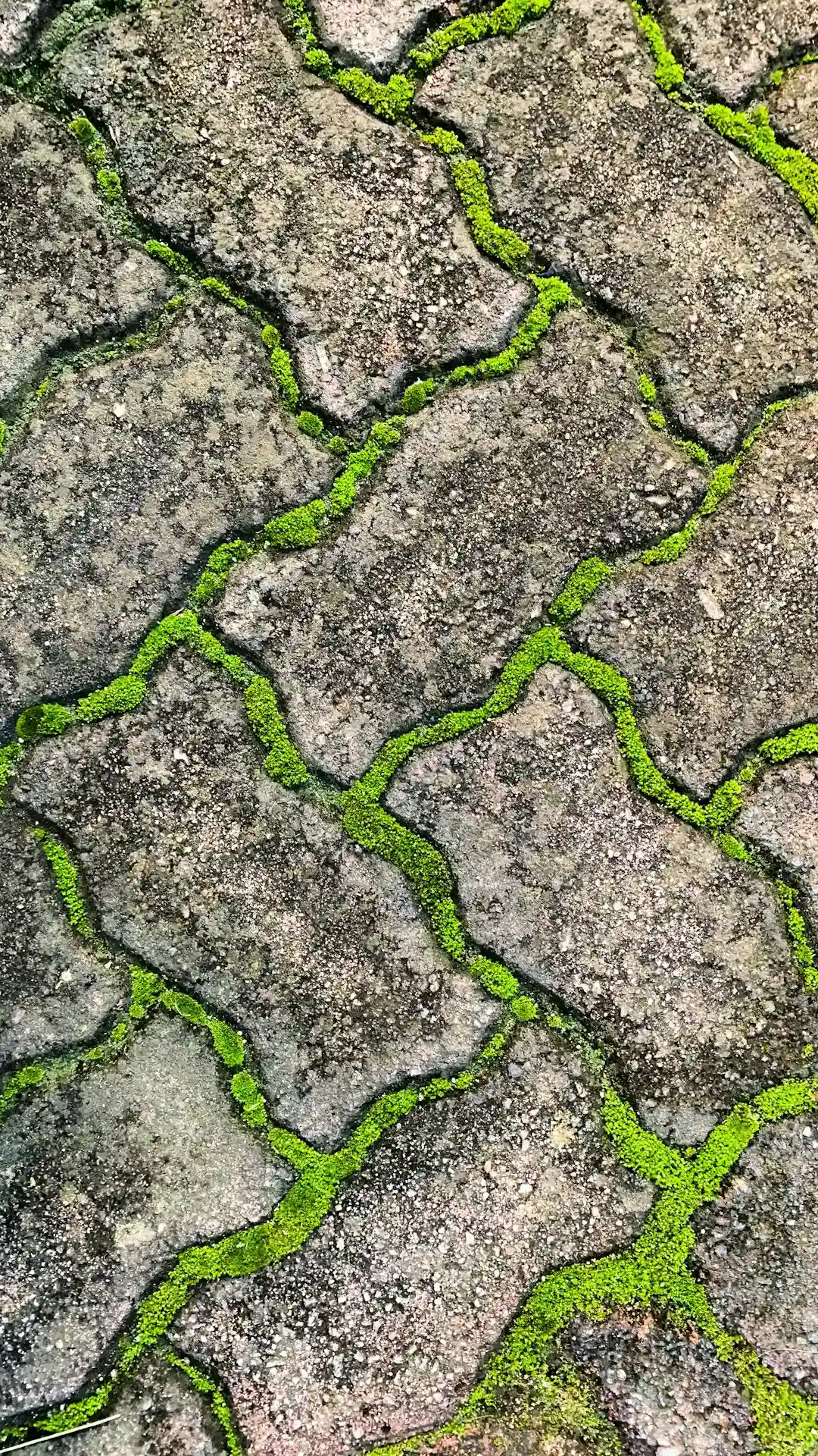 #12 Algae and Slime Films: The Invisible Slip Risk (Image Credits: Unsplash)