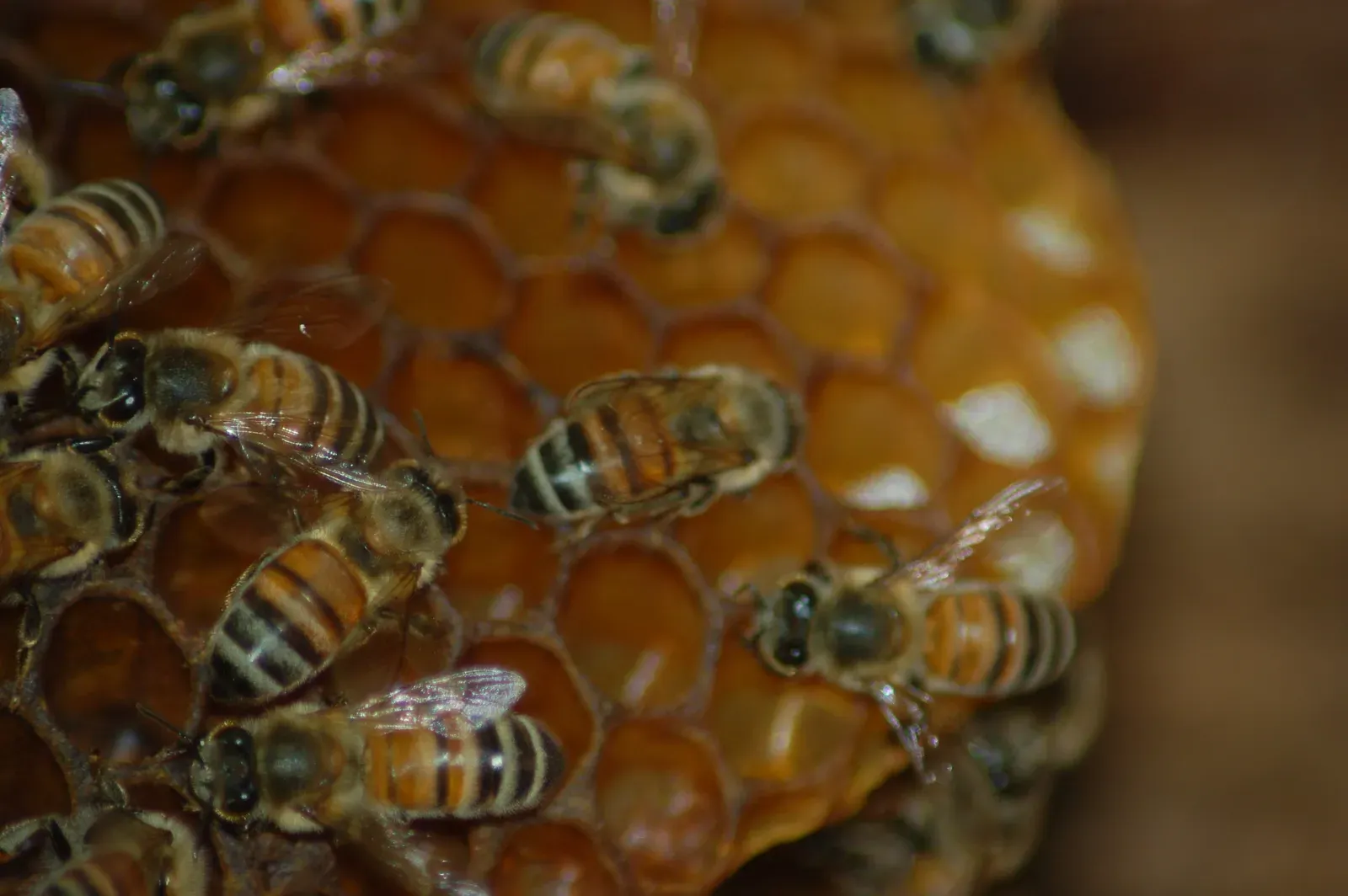 #11 - Honey and Honeycomb: Prehistoric Humanity's Only Sweetener (Wild bee hive, CC BY-SA 2.0)