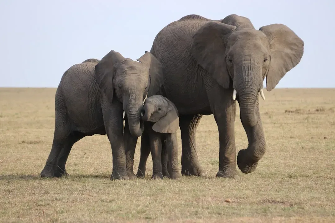 #10 - Elephants Weigh Sensory Ambiguity Before Making Decisions (Image Credits: Unsplash)