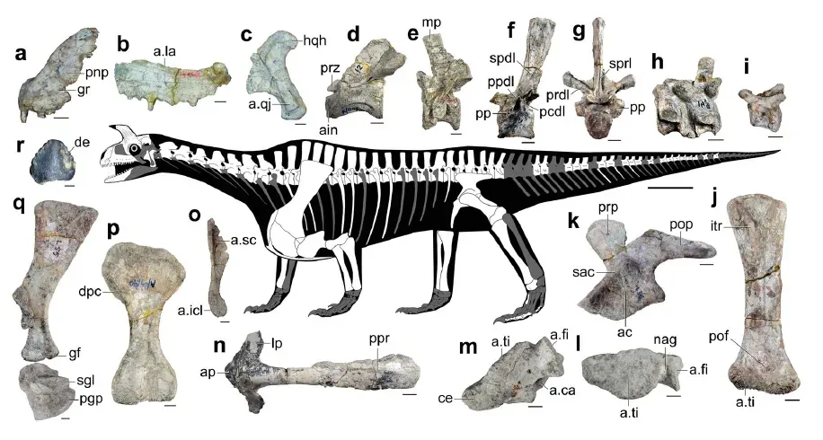 11. The Erect Posture of Archosaurs: Standing Up to Dominate (Sengupta S., Ezcurra M.D., Bandyopadhyay S. 2017. A new horned and long-necked herbivorous stem-archosaur from the Middle Triassic of India. Scientific Reports 7: 8366. doi:10.1038/s41598-017-08658-8, CC BY 4.0)