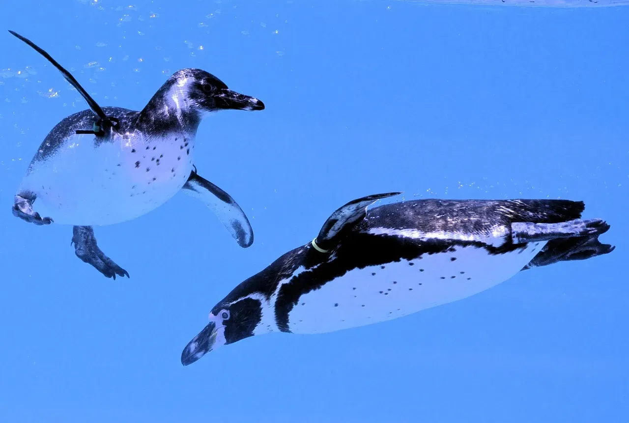 What Penguins Teach Us About Trade-Offs, Specialization, and Letting Go (Image Credits: Pixabay)