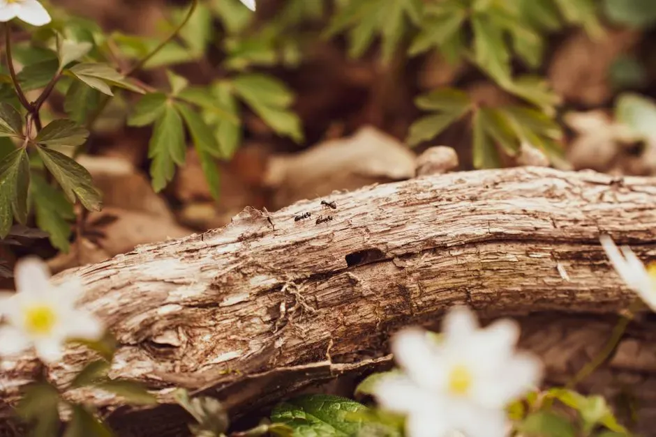 #9: Ants and Other Insect Colonies – High-Rise Homes in Bark Cracks (Image Credits: Pexels)