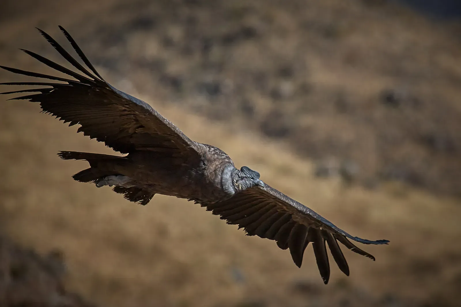 #8 - Carrying a Skeleton Lighter Than Its Own Feathers (By Pedro Szekely, CC BY-SA 2.0)
