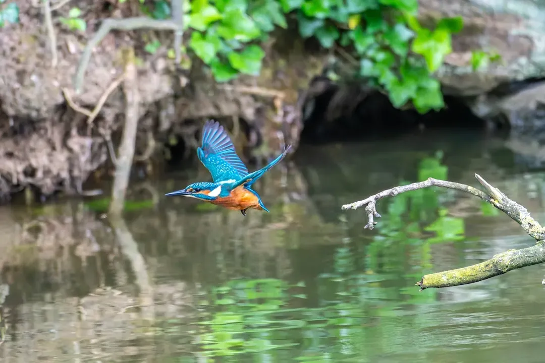 Pisces: The Kingfisher – Dreamy Diver Between Worlds (Image Credits: Unsplash)