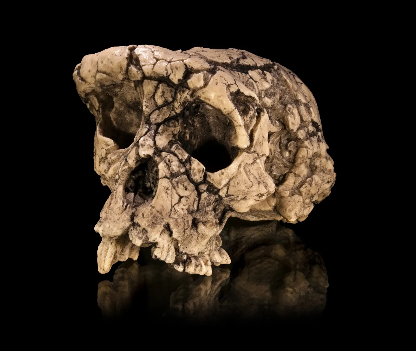 #11 - Toumaï, The Skull That Might Predate Humanity Itself (By Didier Descouens, CC BY-SA 4.0)