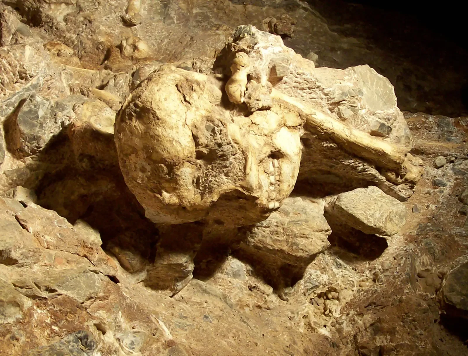 #9 - Little Foot, The Almost-Complete Skeleton Nobody Can Agree On (By 120 / V. Mourre, CC BY-SA 3.0)