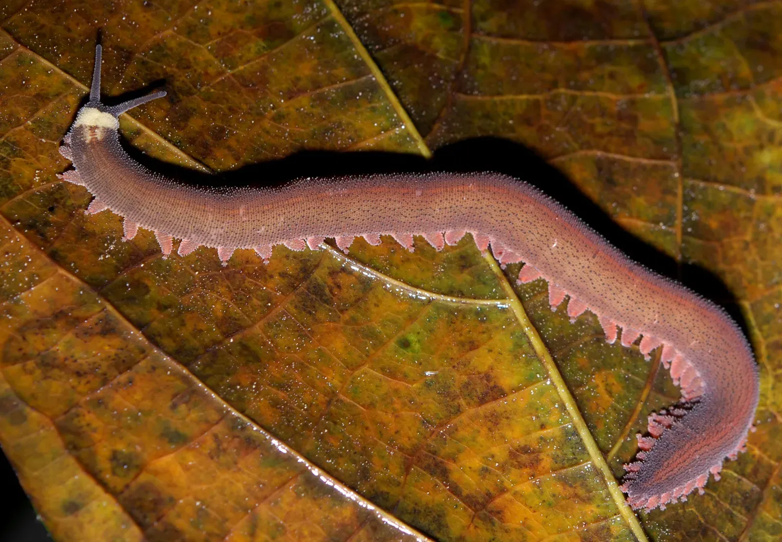 #4 - The Velvet Worm: A Cambrian Survivor Hiding in Rotting Logs (By Velvet_worm.jpg: Geoff Gallice
derivative work: B kimmel (talk), CC BY 2.0)