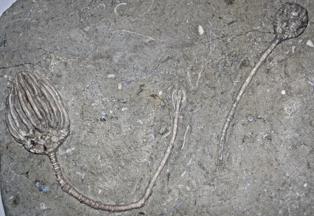 Why This Ancient Ocean Still Matters Today (James St. John, Flickr, CC BY 2.0)