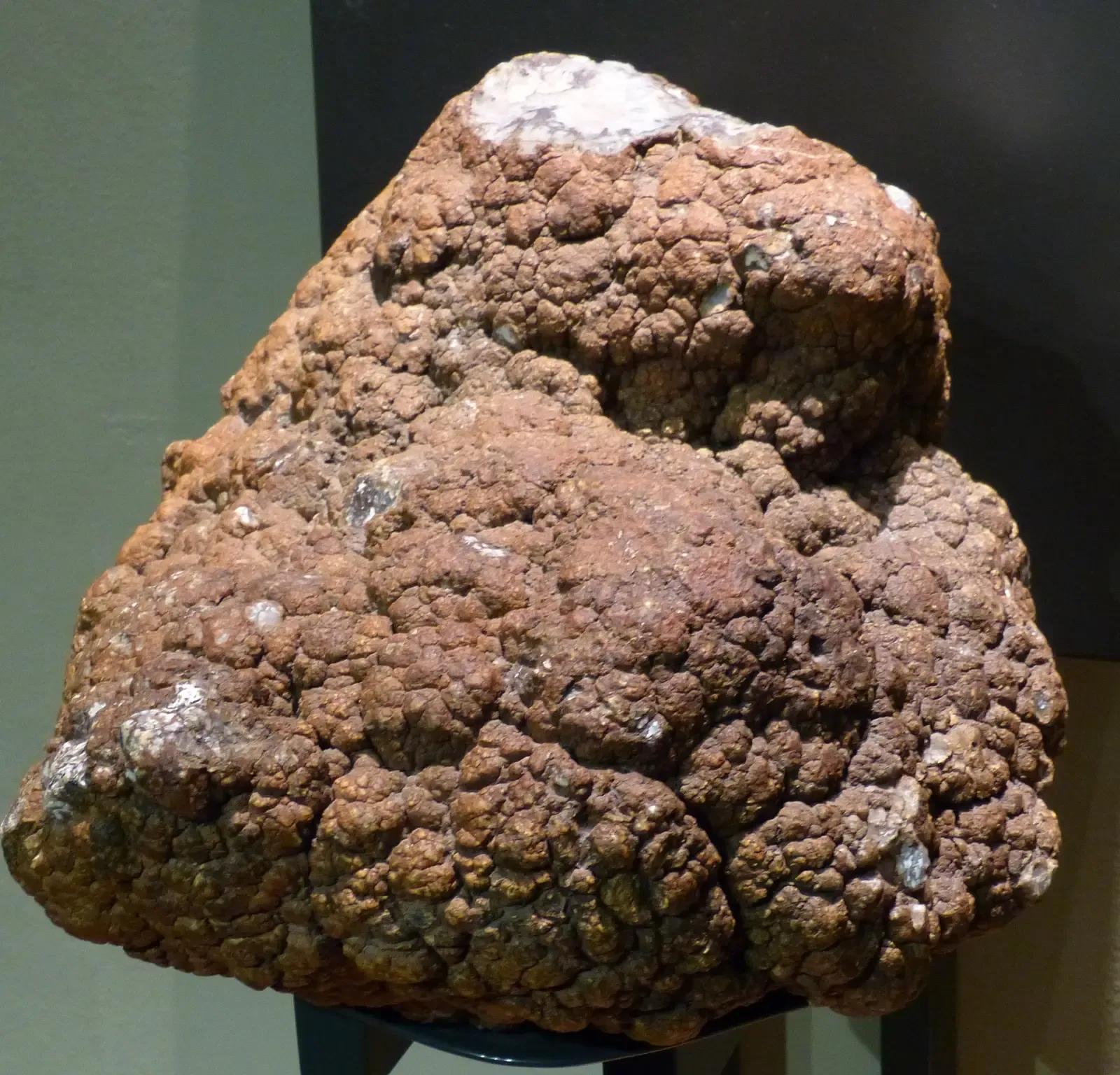 #9 - Its Poop Solved a Decades-Old Mystery (By Xenophon, CC BY-SA 3.0)
