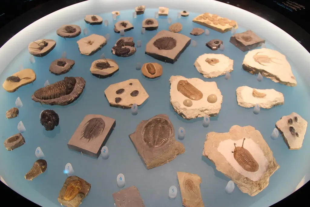 8. Index Fossils and Biostratigraphy: The Clocks of the Rock Record (Image Credits: Flickr)