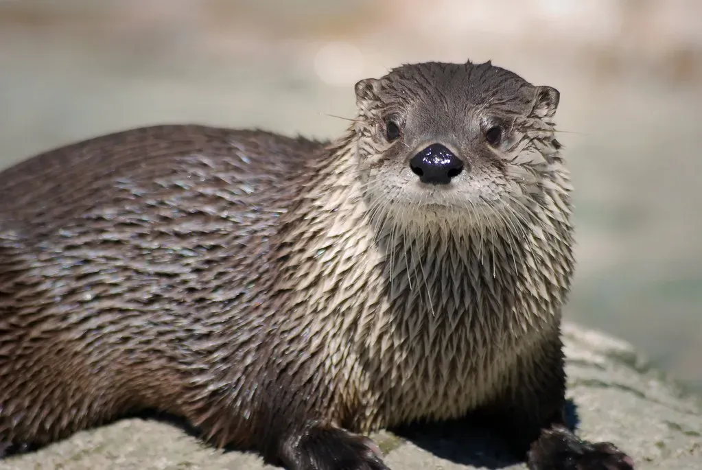 The Otter: The Creative Rebel (Image Credits: Flickr)