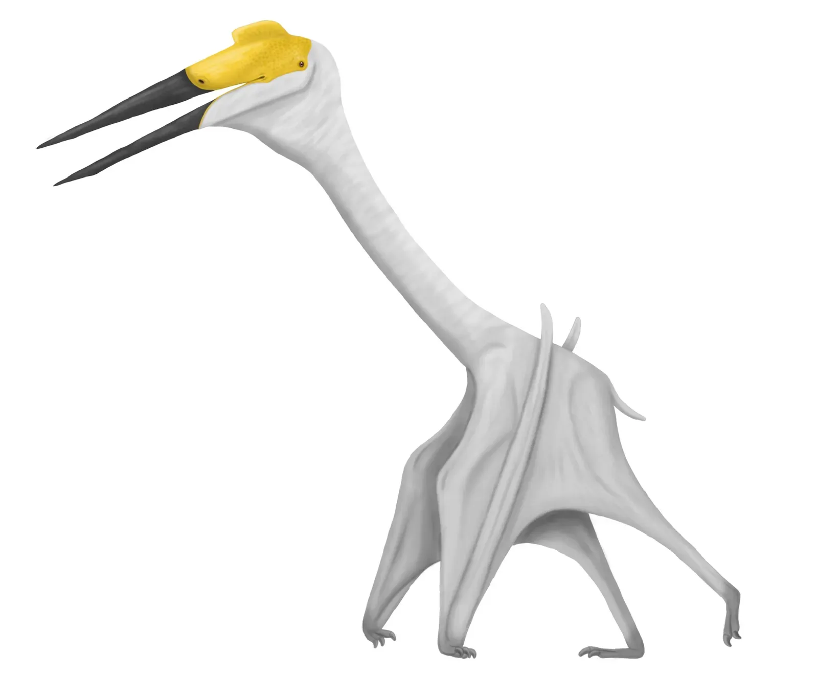 Cryodrakon Boreas: The Frozen Dragon Of The North (Image Credits: Wikimedia)