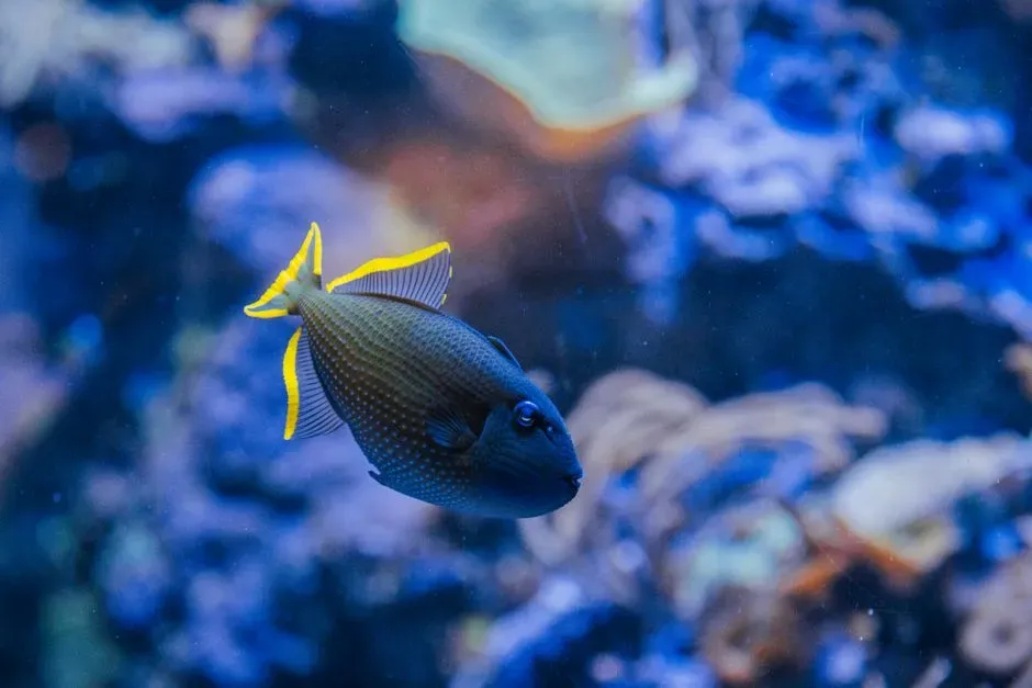 Pisces – The Ancient Ocean Dweller’s Intuitive Drift (Image Credits: Pexels)