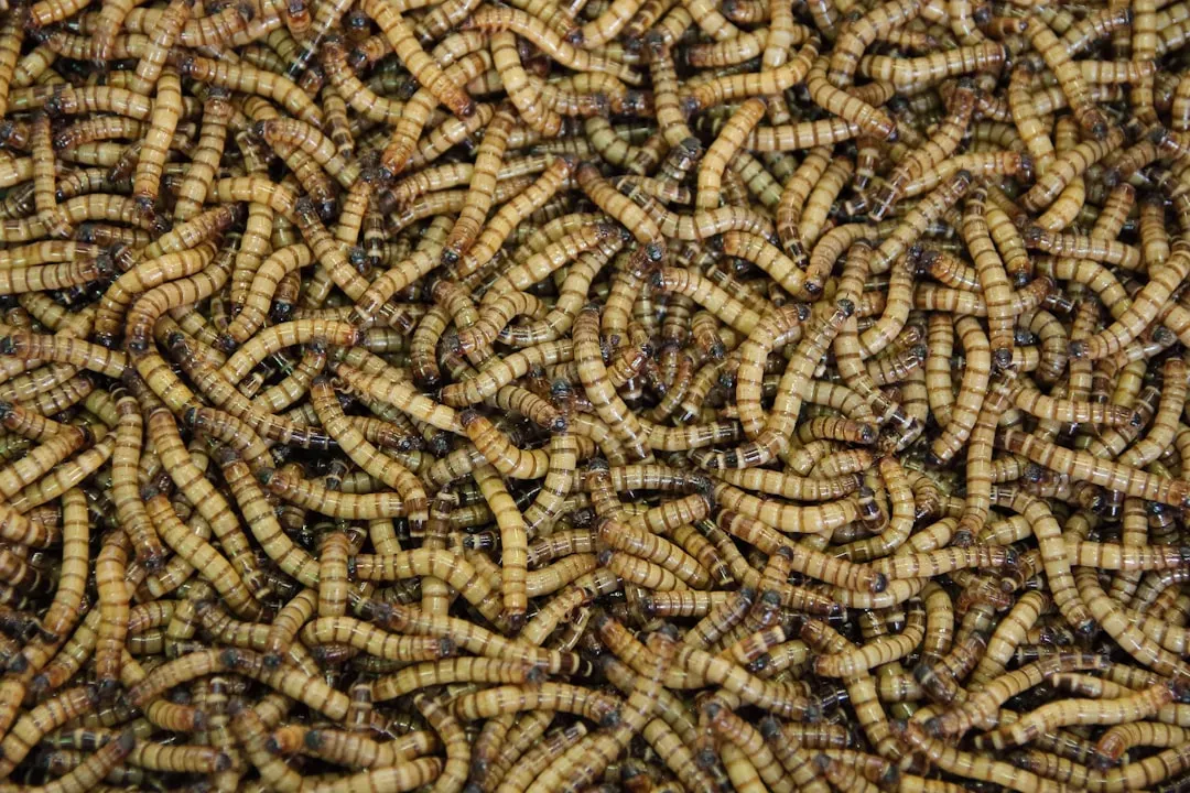 #11 - Maggots Were a Hidden Protein Source Inside Spoiled Meat (Image Credits: Unsplash)
