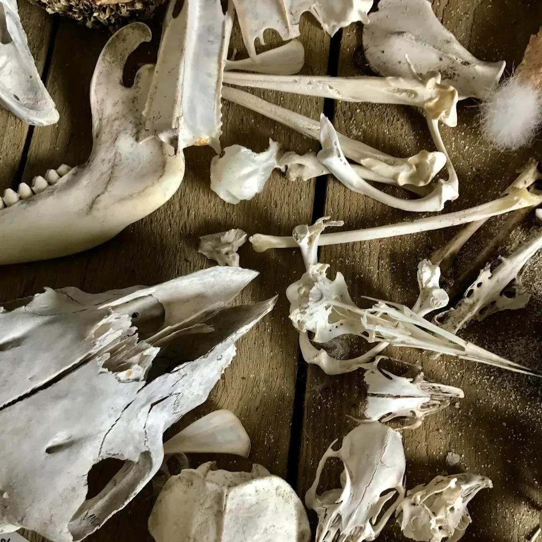 #9 Animal Bones, Butchery Waste, and Food Debris (Image Credits: Unsplash)