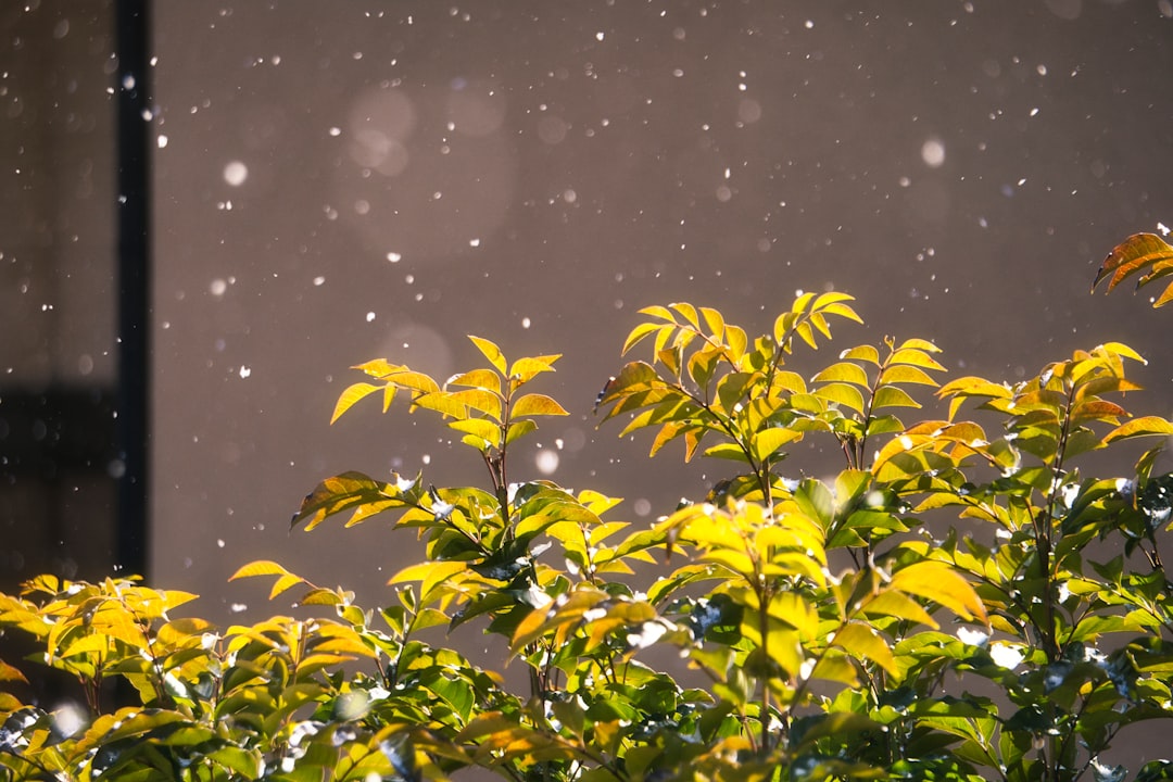 Conclusion: Your Personal Seasonal Symphony (Image Credits: Unsplash)