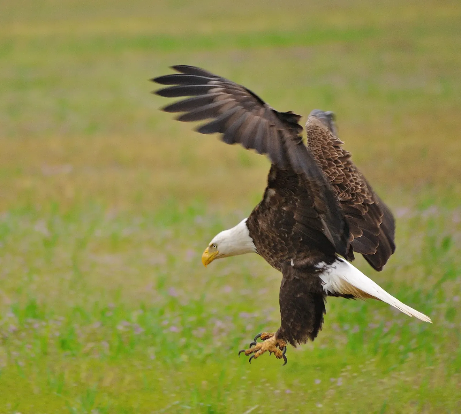Eagles: Aerial Precision That Echoes Feathered Dinosaur Predators (Image Credits: Wikimedia)