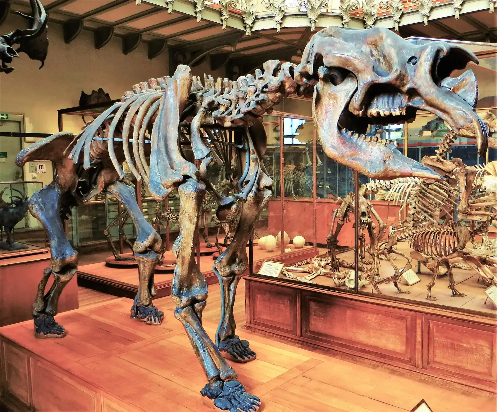 #11 - Diprotodon: The Bus-Sized Wombat That Owned Australia (By Ghedoghedo, CC BY-SA 3.0)