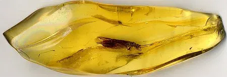 #11 - The Insect With a "Forked Neck" and Nowhere to Put It (Public domain)
