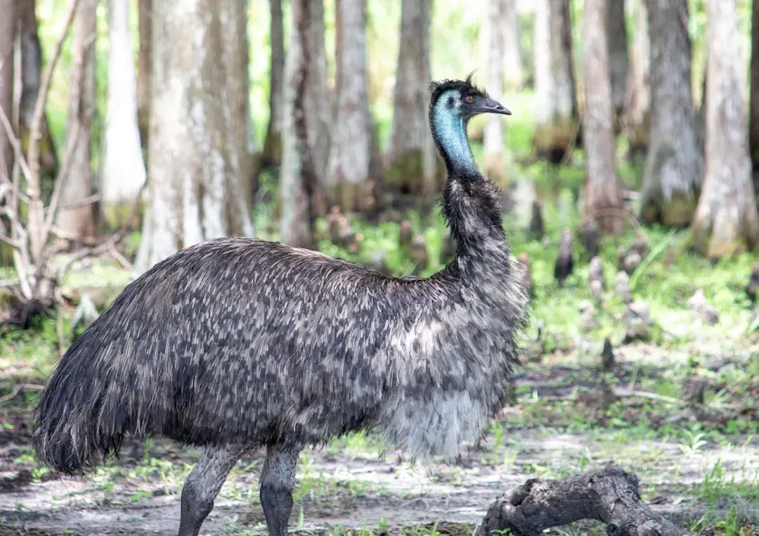 Ostriches and Emus: Giant Runners of the Modern Savannah (Image Credits: Unsplash)