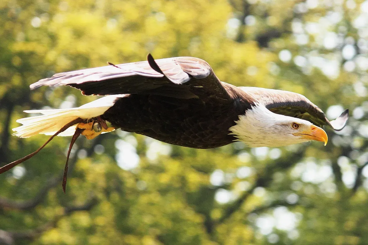 The Eagle: Visionary Thinking and Strategic Foresight (Image Credits: Pixabay)