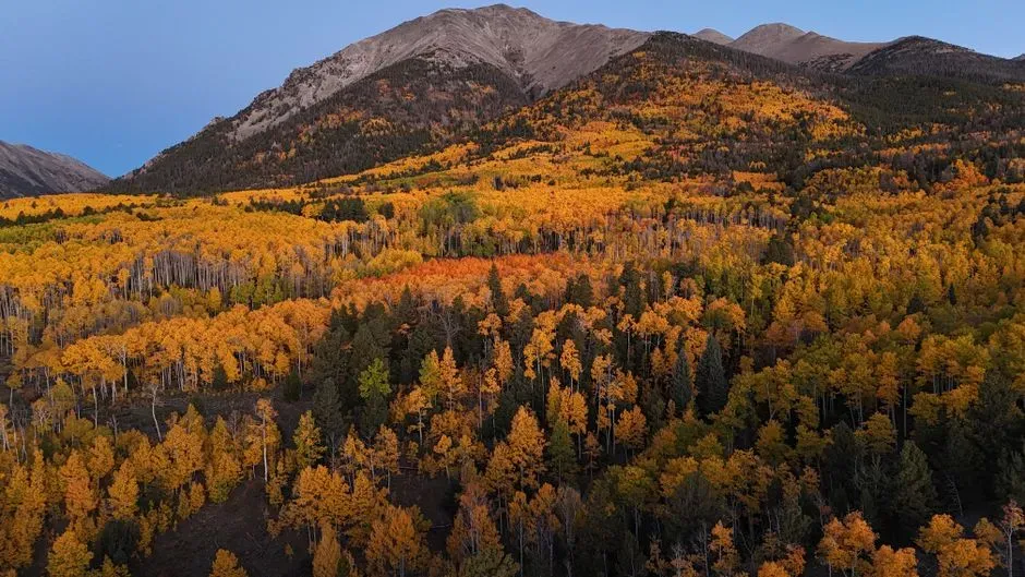 #7 - Pando: Is an 80,000-Year-Old Forest Actually One Tree? (Image Credits: Pexels)