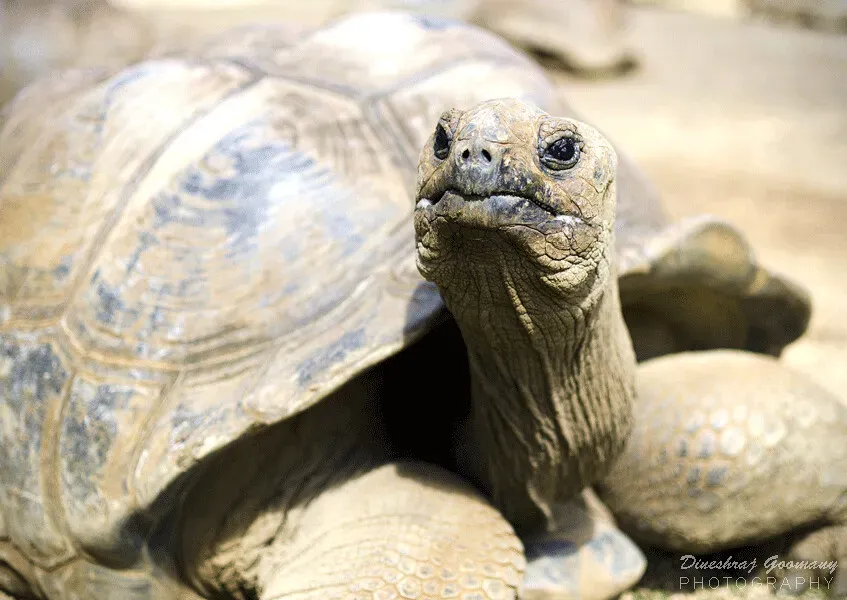 #3 - Whether Tortoises Actually "Age" at All (dgoomany, Flickr, CC BY-SA 2.0)